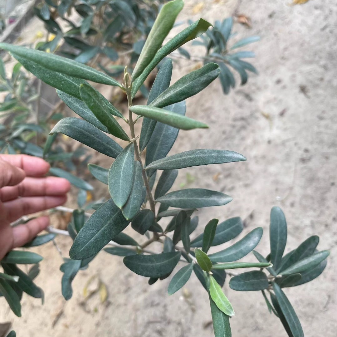 “Plant Studies 1” is a branch from an olive tree that I bought in 2019 from the site of Basilica of Saint Francis of... — image 2