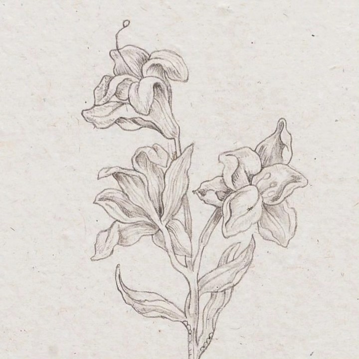 Esoteric Germinations, 2024 — image 7