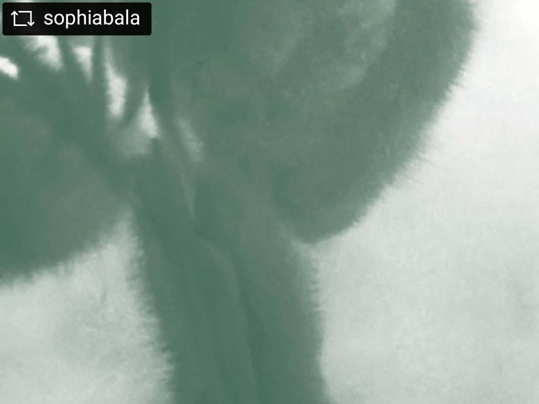 @sophiabala — image 6
