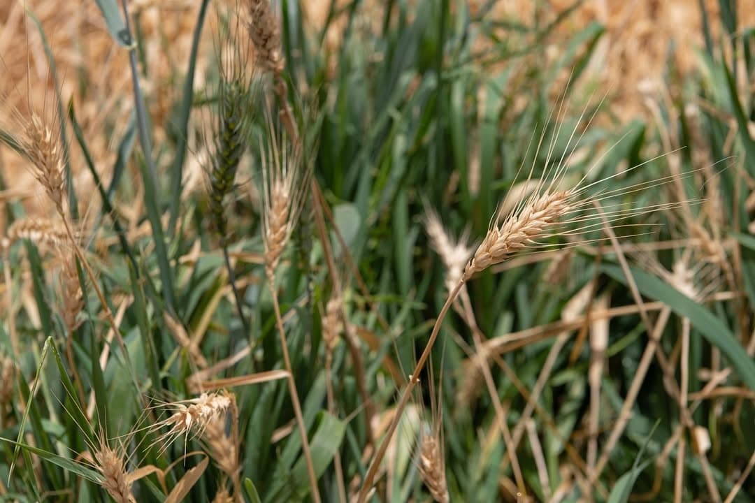 Planting wheat between desert and sea 🌾 invoking songs of harvesting truth, collective nourishment and surrender unto... — image 3. Text composed with Arushi Vats