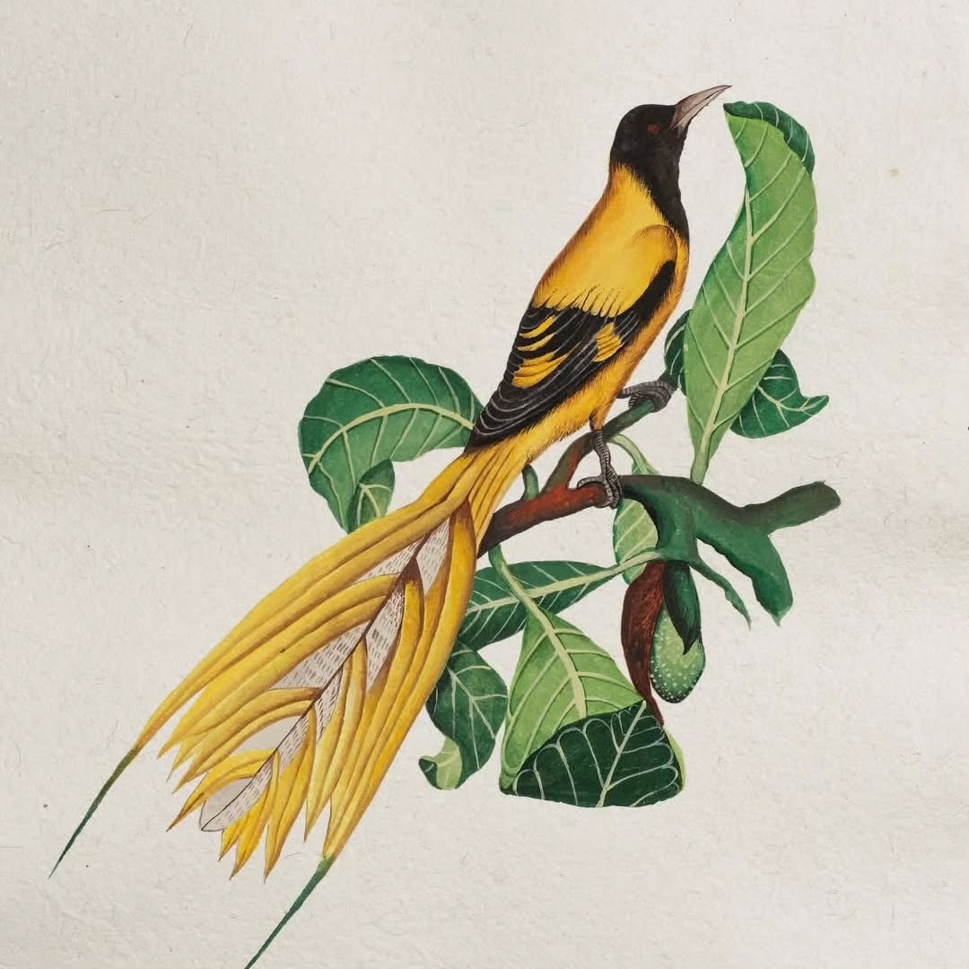 We are delighted to have artist Anushka Rustomji with us at Darham / Marham this weekend! — image 3. Image credits: Anushka Rustomji